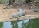 Crocodile Farm