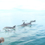 During sardine run - sea life explodes with excitement