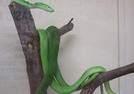 Venom Park