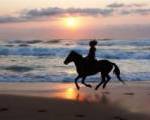 Horse Riding