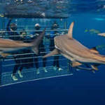Shark cage